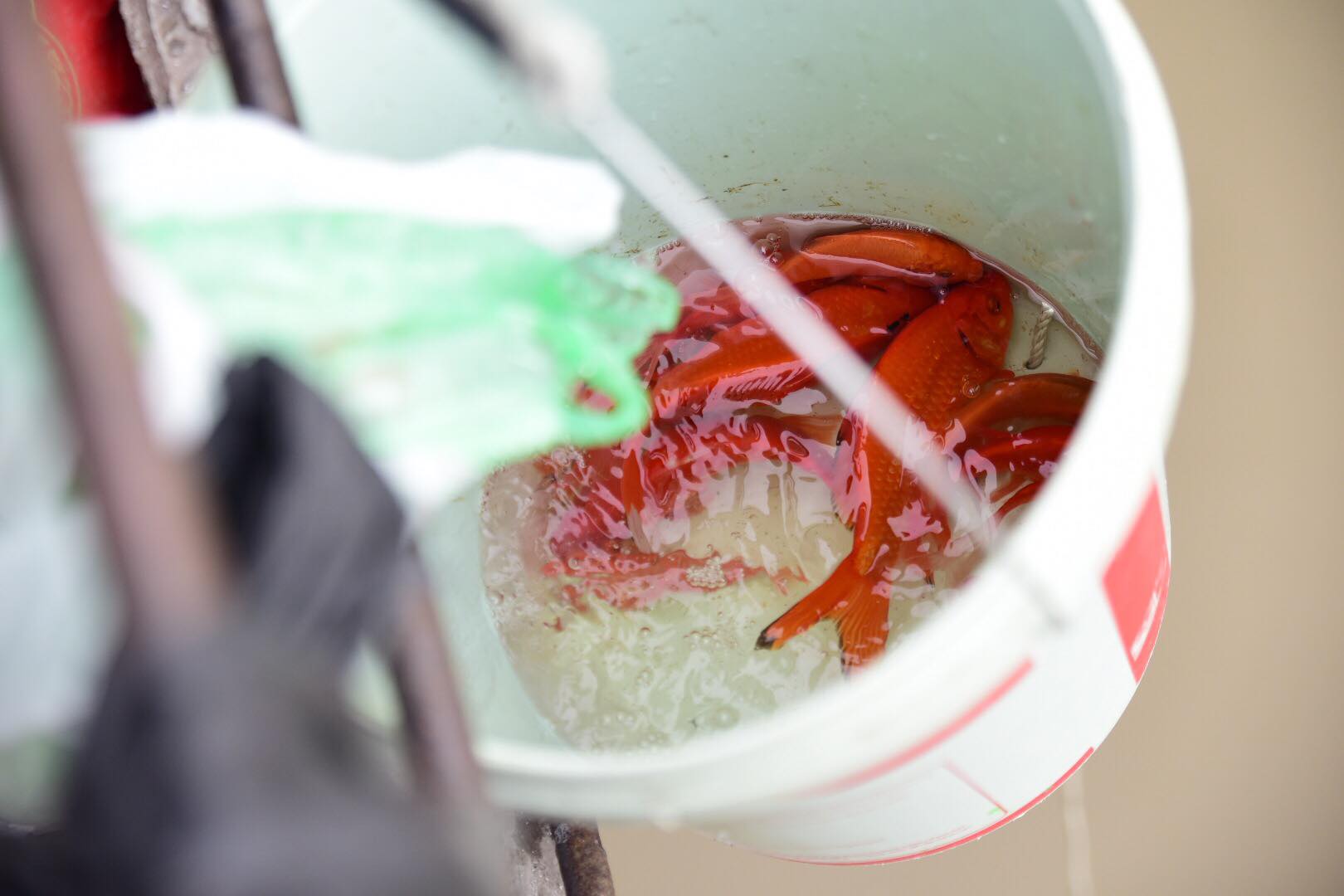 Tết ông Táo: Rét cắt da, em bé theo cha đi thả cá chép sáng sớm